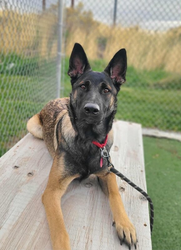 Picture of the Animal Listed